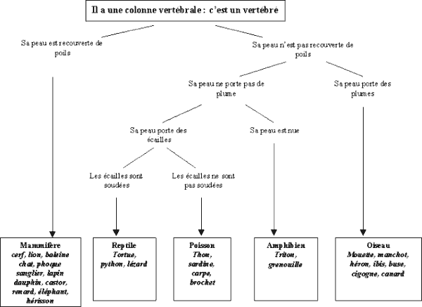 Classification Des Animaux