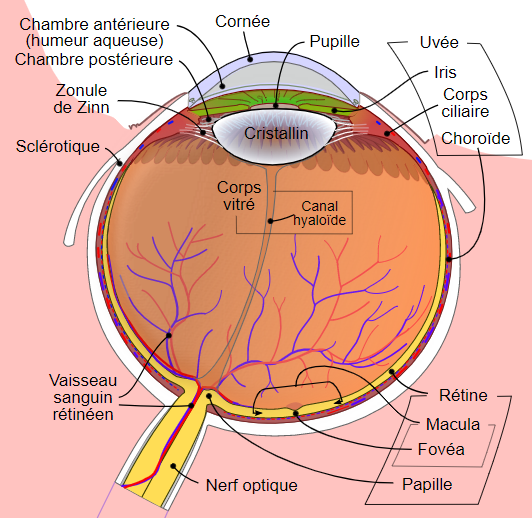 oeil anatomie