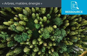 Découvrez nos ressources "Arbres, matière et énergie" pour les cycles 3 et 4