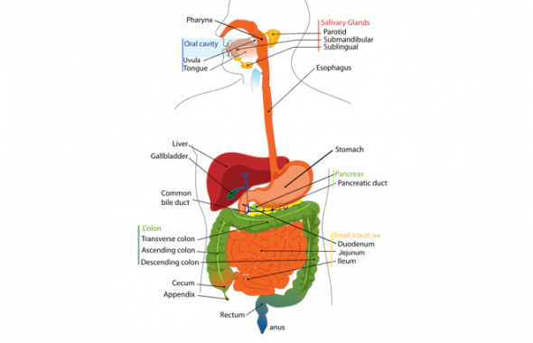 Maldigestion - Comment fonctionne le processus de digestion