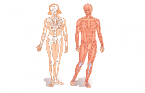 corps humain anatomie
