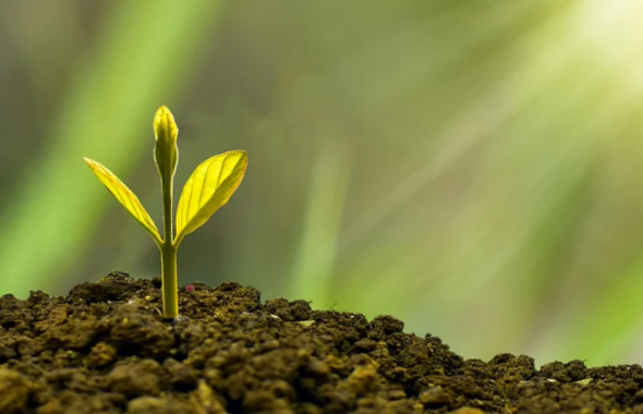 Biologie végétale : croissance et vieillissement