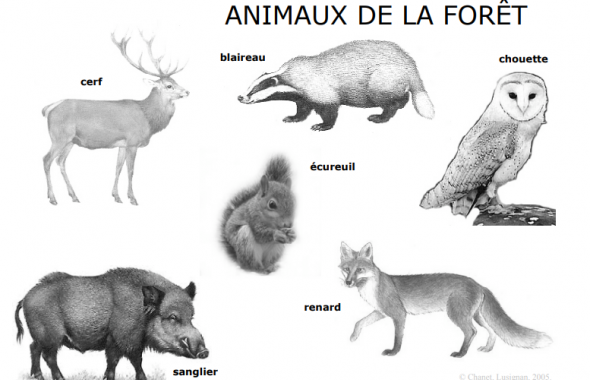animaux de la forêt 