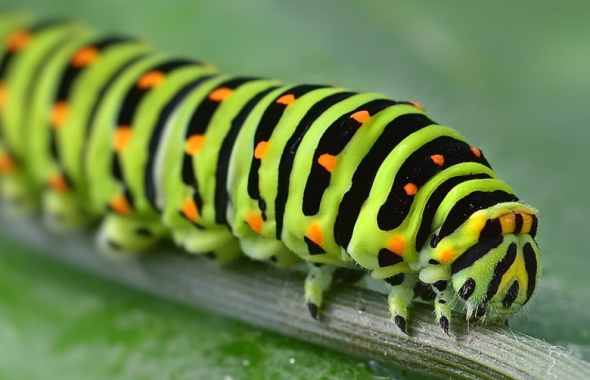 Que mange une chenille verte ? Tout ce que vous devez savoir ! () Que mange une chenille verte ? Tout ce que vous devez savoir !