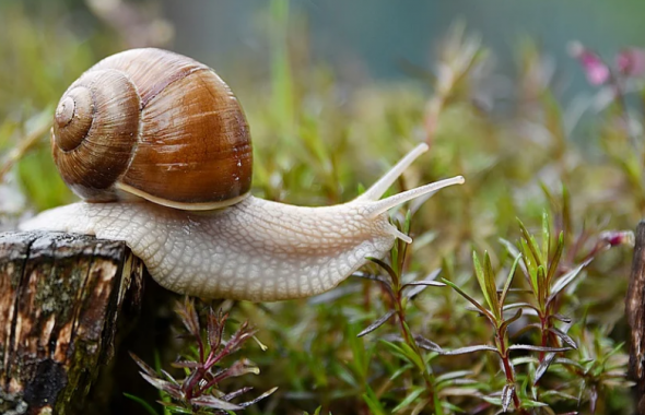 L'escargot  Nature & Découvertes