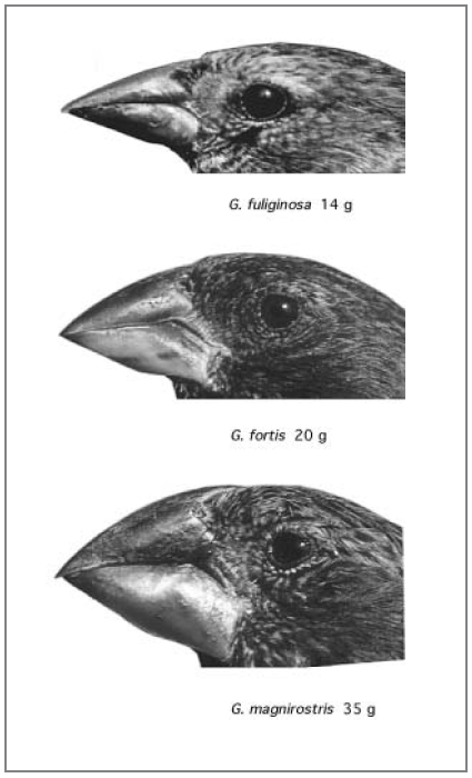 Svt Pinsons Des Galapagos