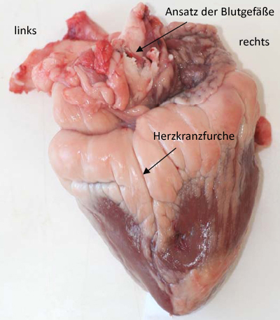 Untersuchung der äußeren Morphologie des Herzens | Le site de la